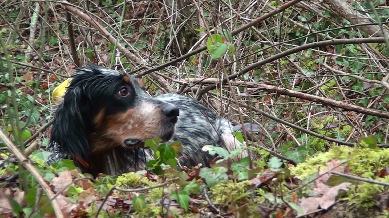 Fidjie Des forets correziennes