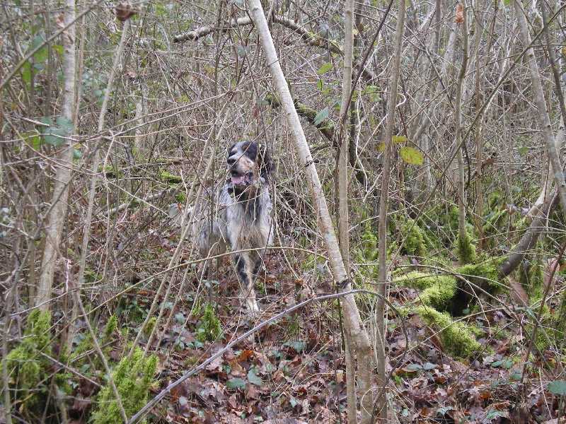 Calin Des forets correziennes
