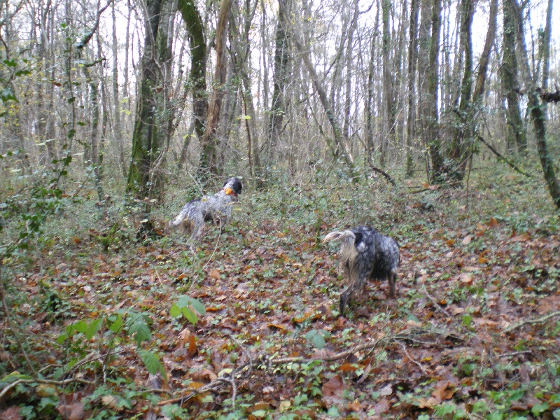 saisons bécasse 2012 2013