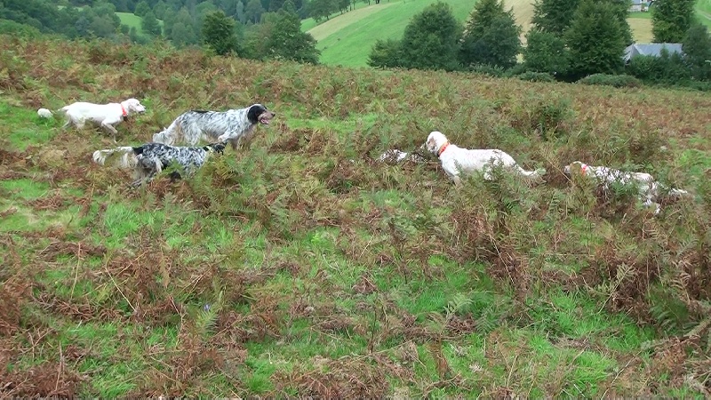 chasse